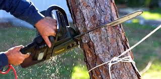 Best Tree Risk Assessment  in Silverthorne, CO